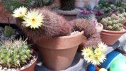 Notocactus Schlosseri 03.jpg