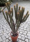 Euphorbia Enopla ad alberello 03.jpg