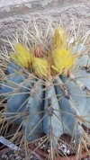 Ferocactus Glaucescens 02.jpg