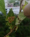 IMG_20210624_191331.jpg
