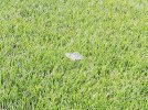 IMG_20210626_064904.jpg