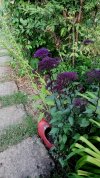 IMG_20210627_194003.jpg