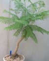 2021-6 JACARANDA B BONSAI.JPG