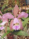 cattleya granulosa 2 - Copia.JPG