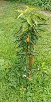 20210706_183542.jpg 20210706_183542.jpg