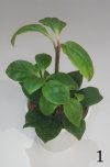 peperomia 1.jpg