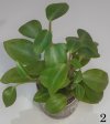 peperomia 2.jpg