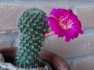Mini-cactus-fiore-20210710.jpg