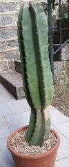 Cereus Peruvianus 01.jpg