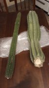 Cereus Peruvianus e Trichocereus Spachianus 01.jpg