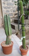 Cereus Peruvianus e Trichocereus Spachianus 02.jpg