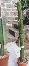 Cereus Peruvianus e Trichocereus Spachianus 03.jpg