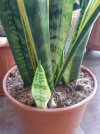 sanseveria.jpg