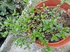 DSCN1059.jpg