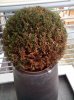 IMG_20130427_080344.jpg
