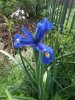 iris 01.jpg