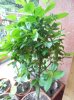 DSCN1375.jpg DSCN1375.jpg