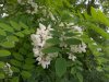 Robinia pseudaccacia.jpg