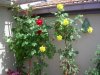DSCN0652.jpg DSCN0652.jpg