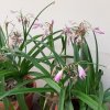 Crinum-1.jpg