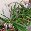 Crinum-2.jpg