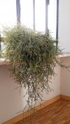Rhipsalis 3.jpg