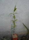 DSCN9190.JPG
