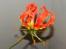 Fiore Gloriosa Rothschildiana 1.jpg