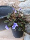 streptocarpus sect  saint paulia mine blue - Copia.JPG