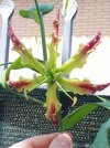 Resizer_16271238983600.jpg