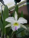 cattleya green.jpg