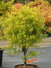 Acer_palmatum_Koto_no_ito__06356.1497021942.780.780_LI.jpg