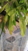 IMG_20210818_193057732.jpg