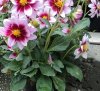DSC01959 - Copia.JPG