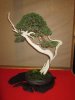 bonsai4.jpg