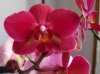 2013_05_07_phalenopsis_03.jpg 2013_05_07_phalenopsis_03.jpg