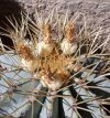 Ferocactus Glaucescens Inermis 08.jpg