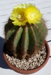 Parodia Magnifica.jpg