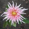 Dahlia-Park-Princess.jpg