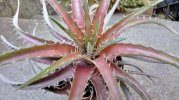 dyckia.jpg