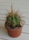 Trichocereus candicans 2.jpg