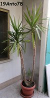 YUCCA-800pixel-.jpg