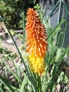 Kniphofia2.jpg