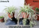 Chlorophytum Comosum-800pixel-.jpg