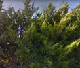 leylandii.png