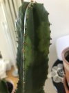 Euphorbia2.jpg