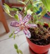 tricyrtis fiore.jpg