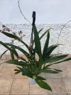 Oncidium Sharry Baby_0.JPG