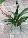 Oncidium Sharry Baby_5.JPG