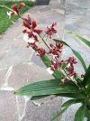 Oncidium Sharry Baby_6.JPG